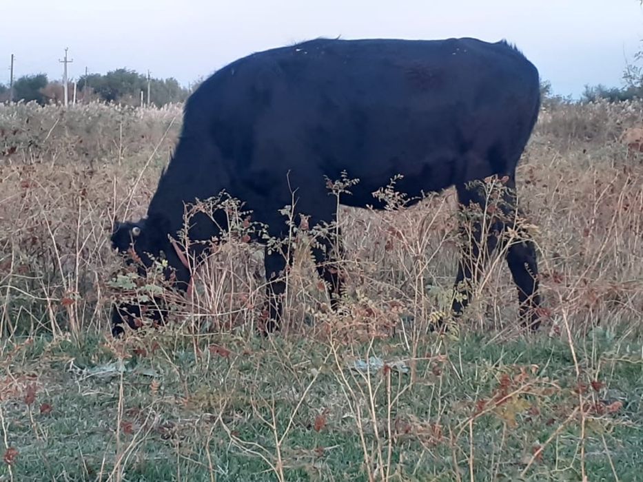 Коровы молочной породы стельные