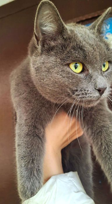 Срочно! отдаём котят