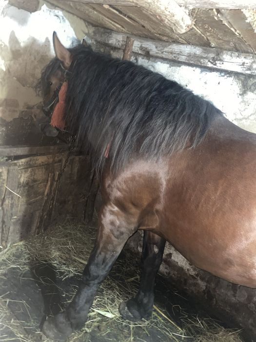 De vânzare mânz de 2,4 ami sau schimb cu iapa până in 4 ani