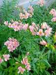 Rizomi de alstroemeria roz de vanzare