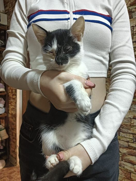 Donez pui pisică