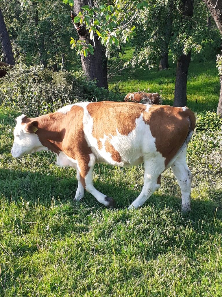 Vând juninci și vaci