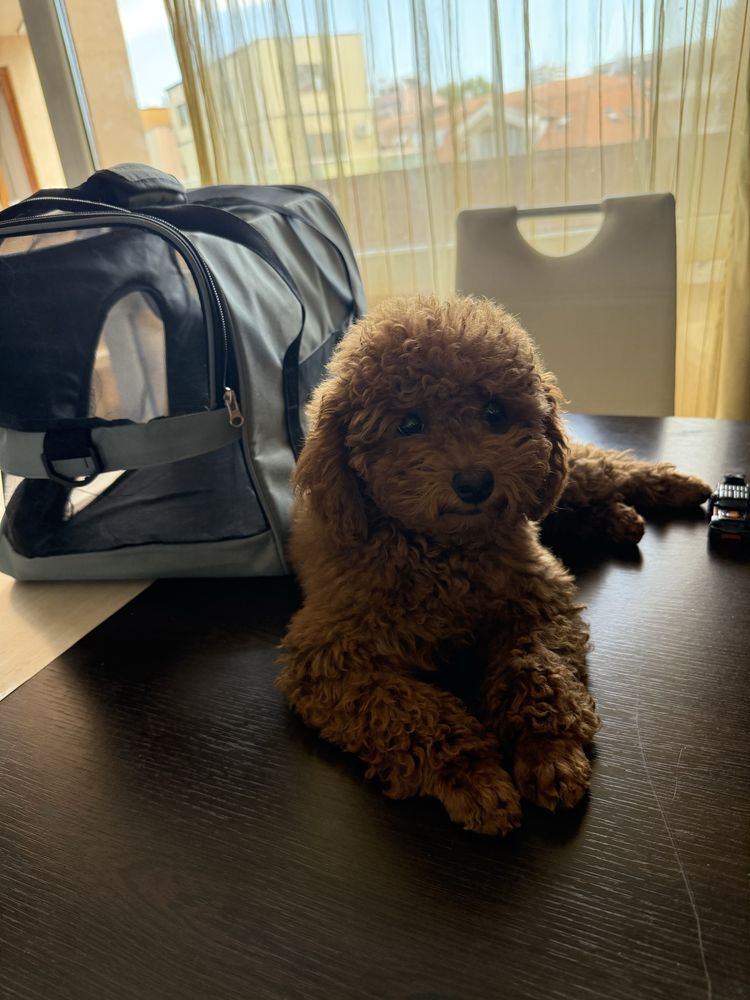 Пудел той Poodle toy с радословие