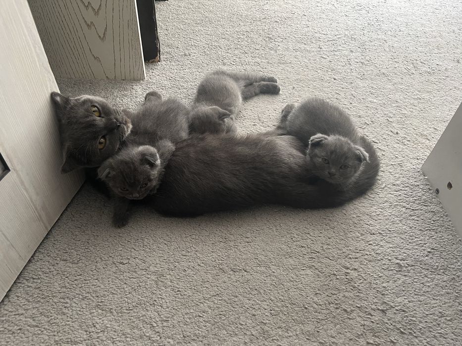 Мушук болалари сотилади