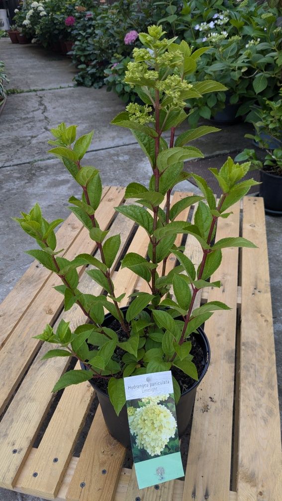 Hortensie paniculata