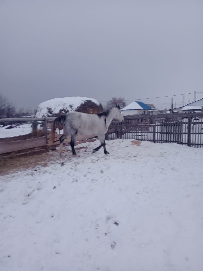 Лошадь в продаже