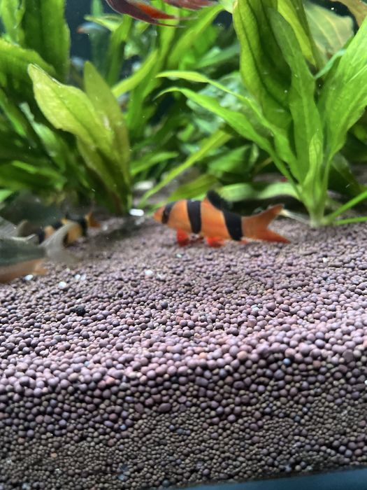 Продам боция клоун