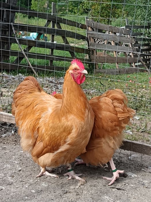 Gaini Orpington si Cochinchina