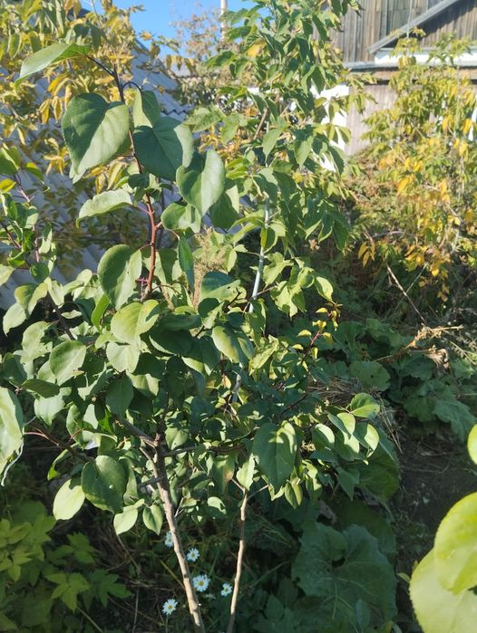 Продам саженцы абрикоса.