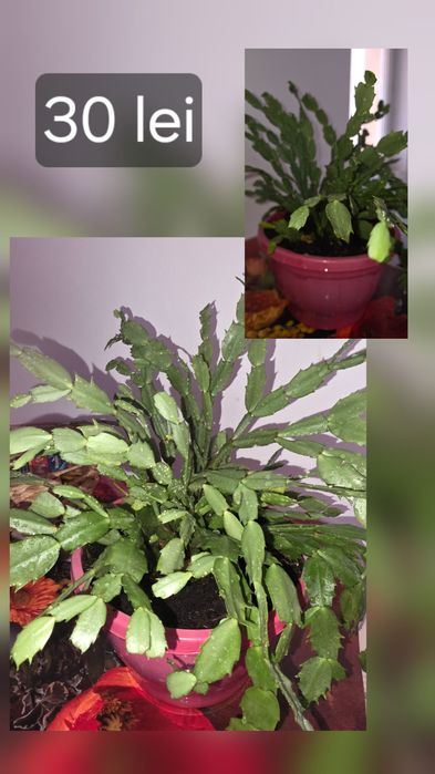 Flori/plante de cameră