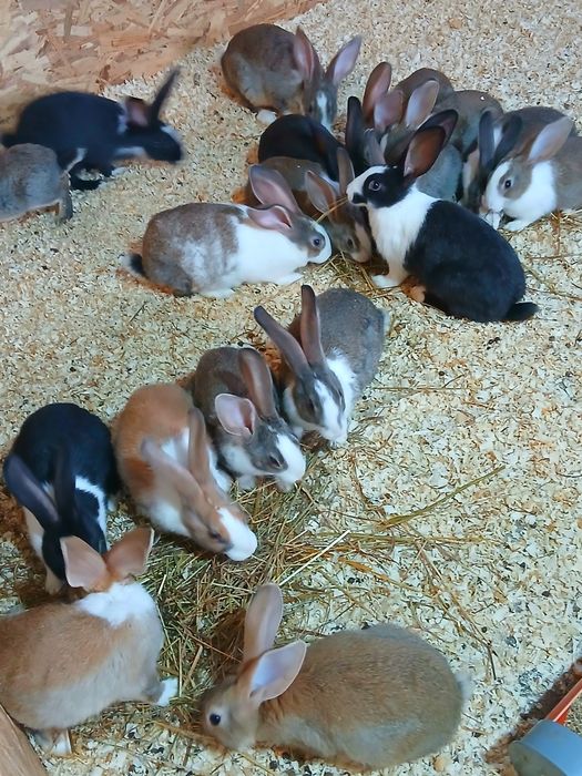 Hycole francez  masculi și femele