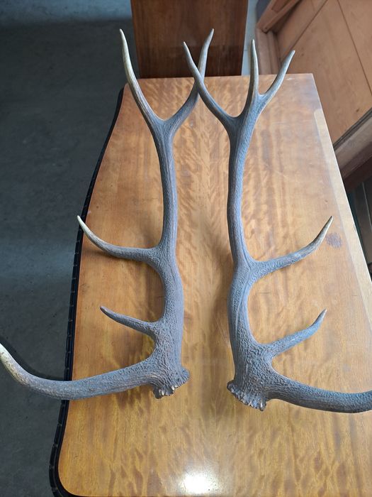 Coarne cerb carpatin