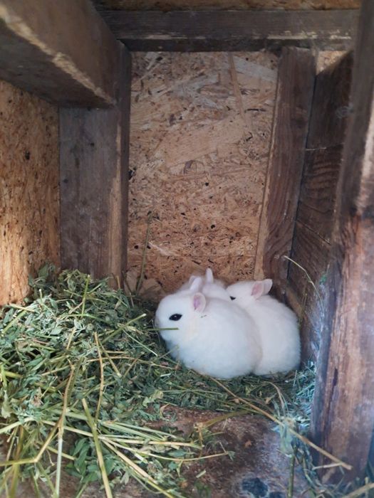 Iepurasi  Hotot pitici.
