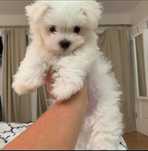 Bichon maltez minitoy