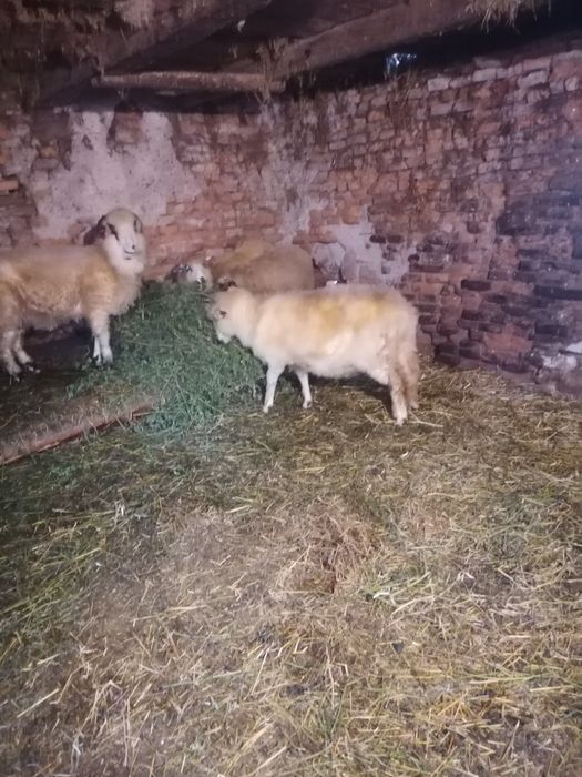 Doua oi de taiat de dat