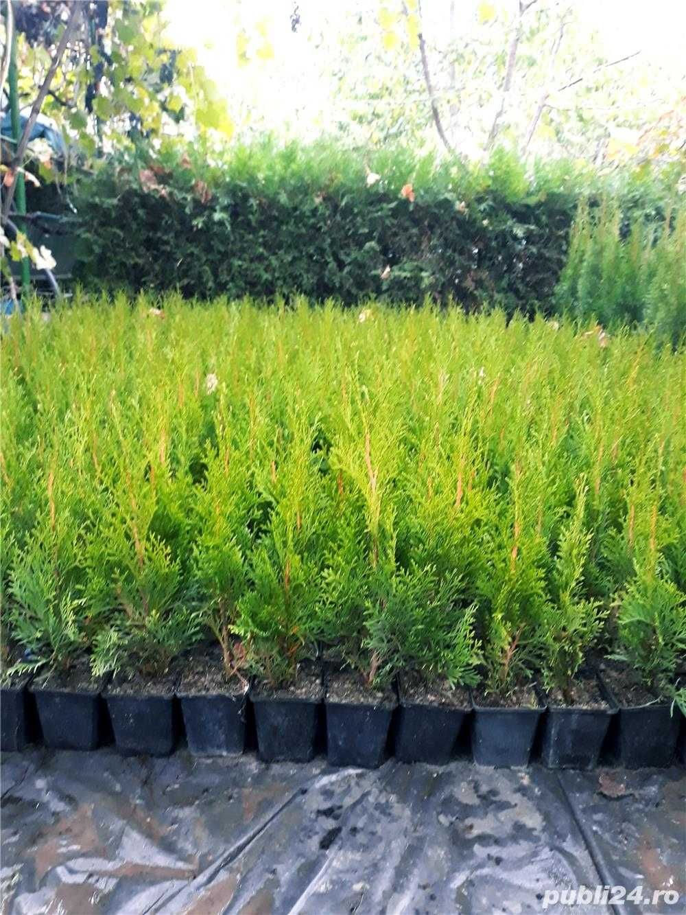 Vindem Tuia Smaragd, Leylandii, Buxus, Mesteacan, Artar Japonez!