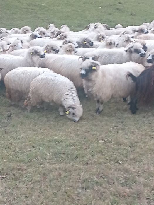 100 de oi țurcane  tinere .