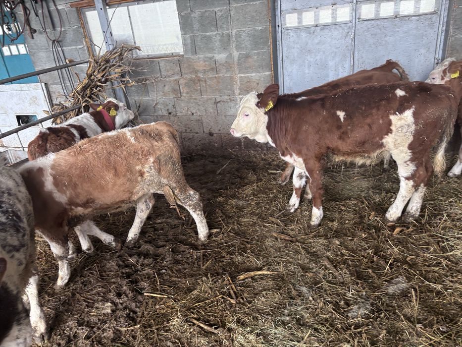 Vitei baltata romaneasca