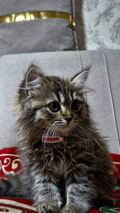 Отдам котёнка, Чистую в хорошие руки