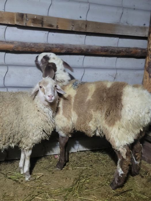 Продам кой токты