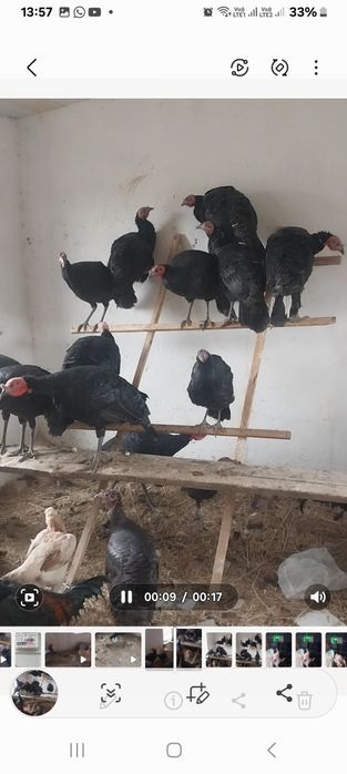 Продается индюки простые черные