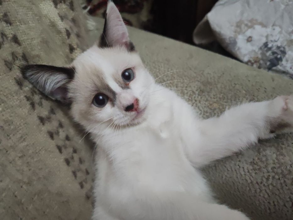 Котята в добрые руки