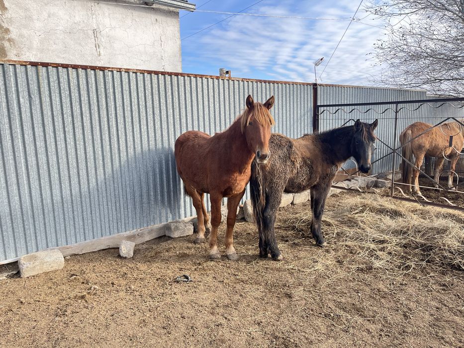 продам Лошадь ( кунан ) 1,5+ года