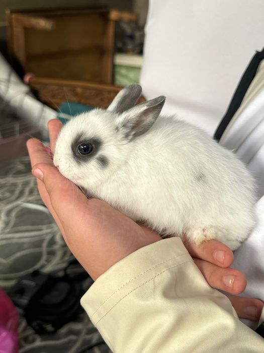 Карликовые кролики