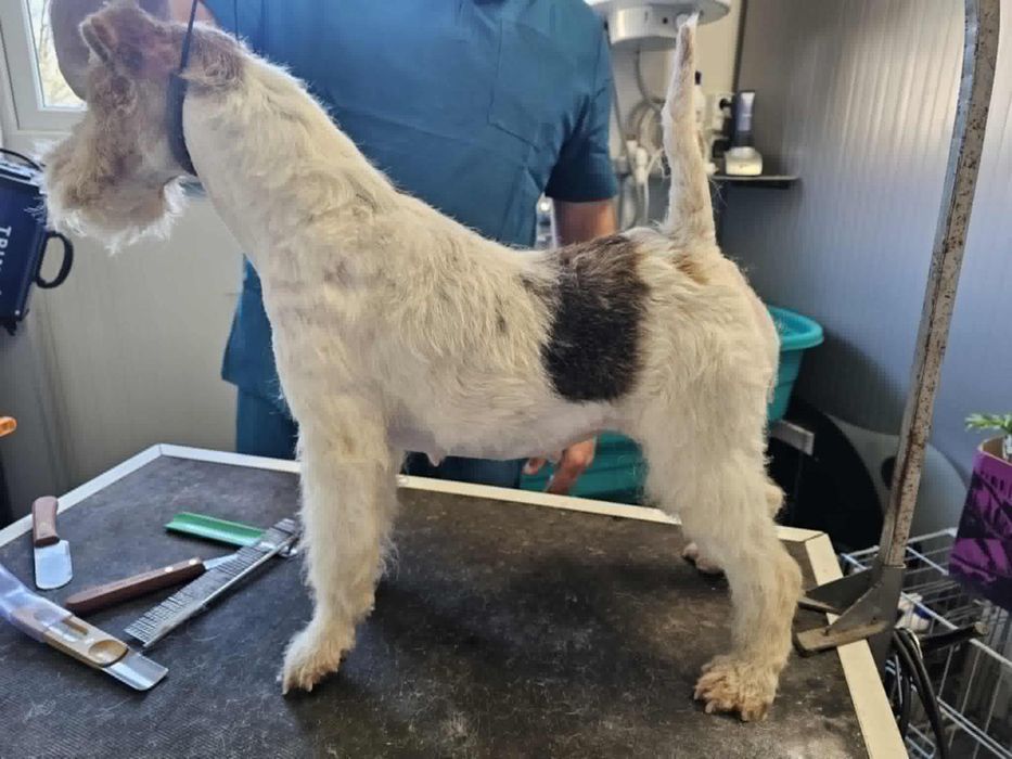 Disponibil femela foxterrier