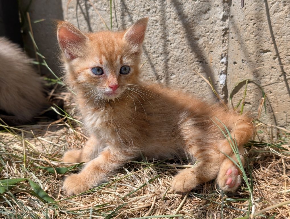 Подарявам малки котенца