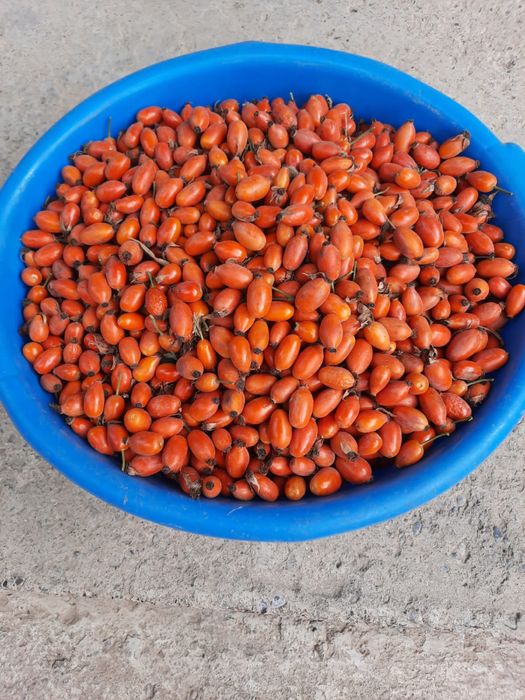 Саженцы шиповника