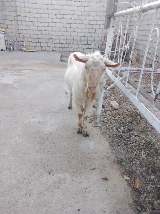 zotdor Taka sotiladi 3 yoshdan oshgan boʼyi 77 sm Qibray