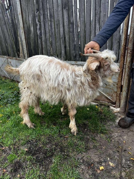 Vând țapi și o capra stearpa