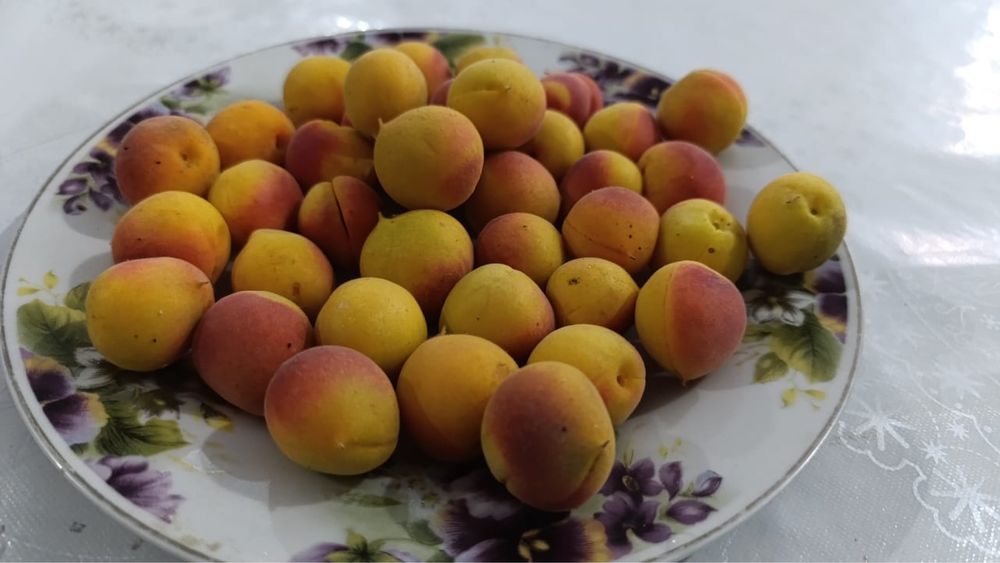 Сары өрік сатылады