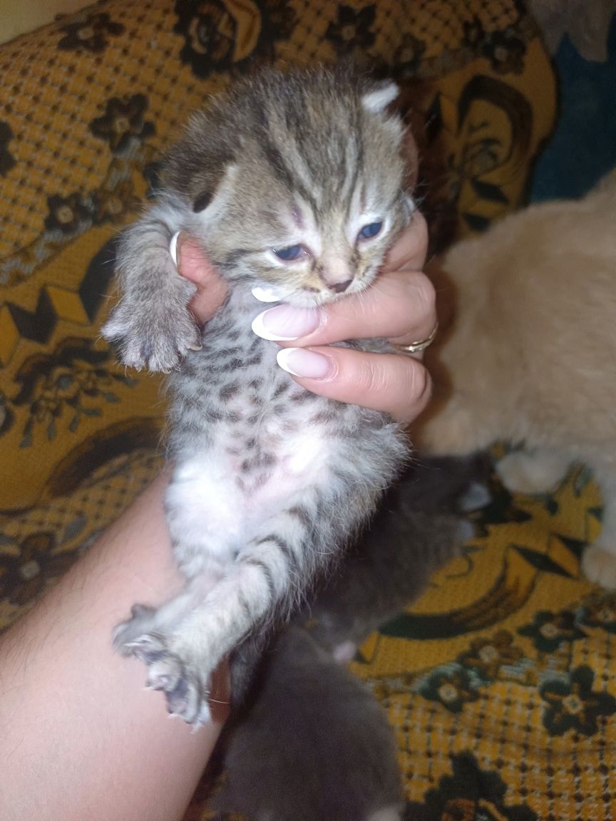 Отдам котят в добрые руки