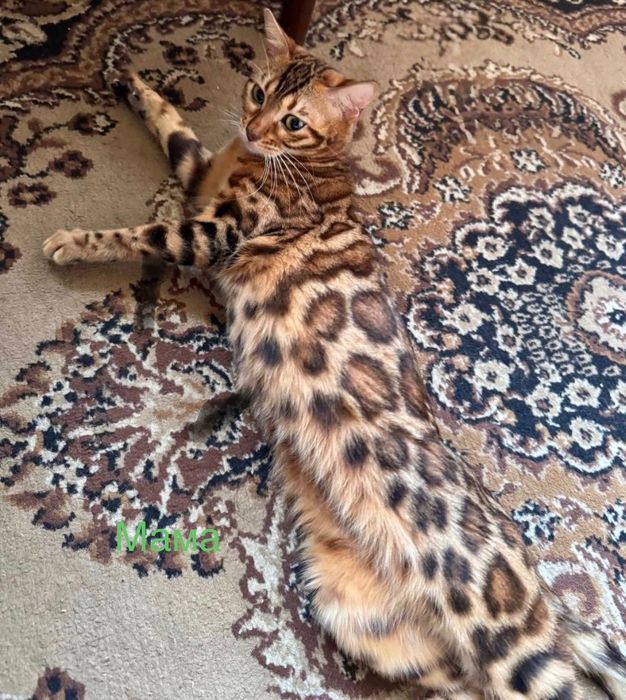 Бенгальские котята
