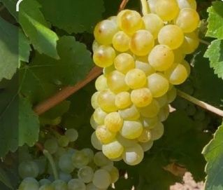 Struguri de vin producție 2025 calitate 1