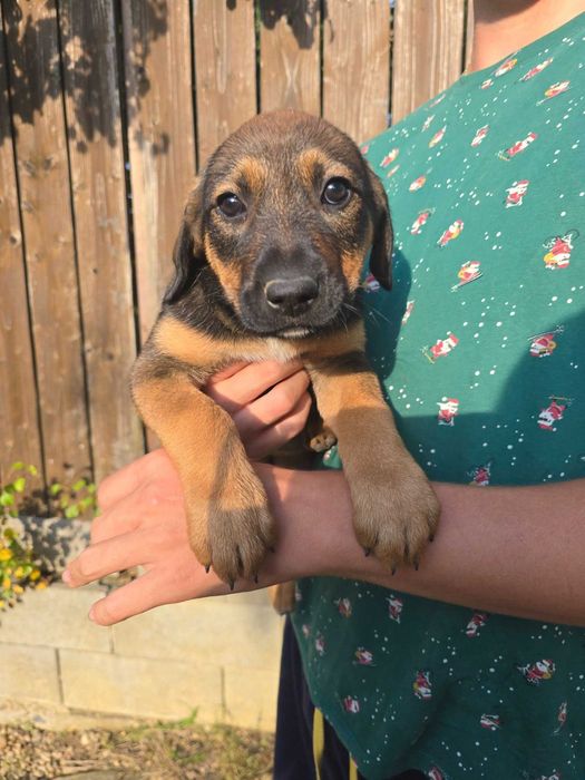 Donez pui metis Malinoise