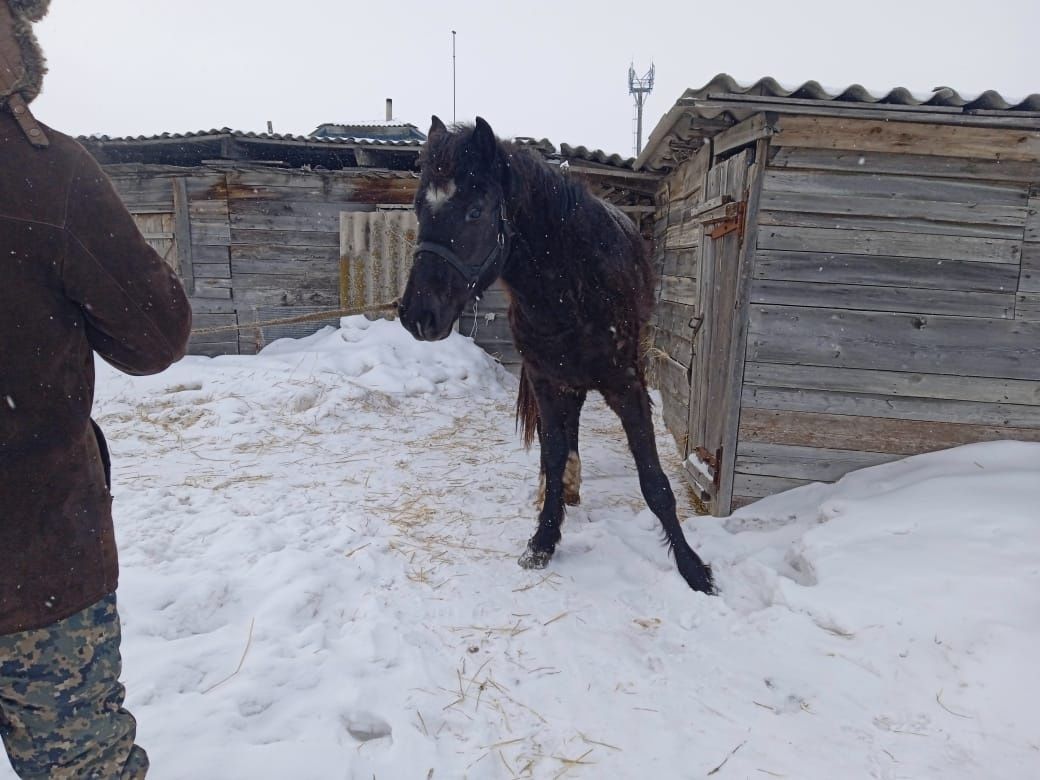 Продам лошадь 2 года