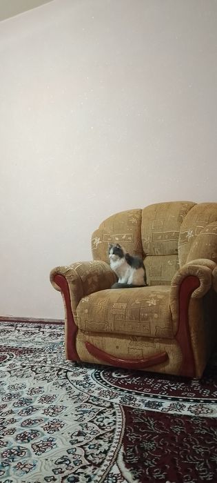 Mushuk zotli мейкун