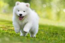 Samoyed de vanzare imbracat intr-o mantie alba stralucitoare/transport