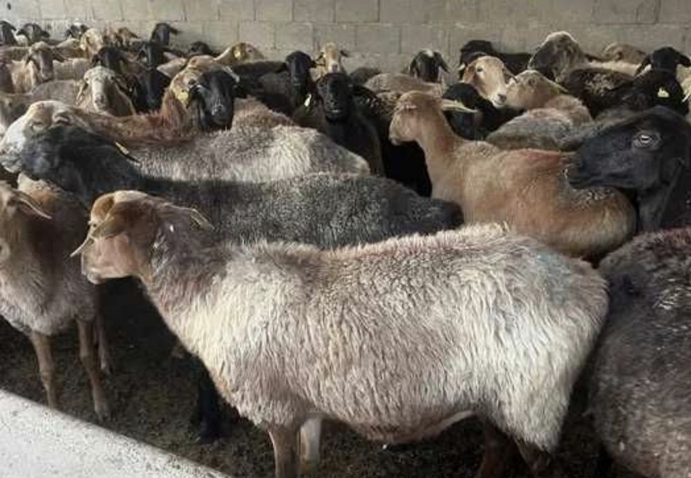 Продам баранов (хорошие, домашние)