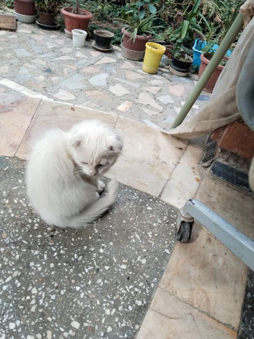 Продаются котята