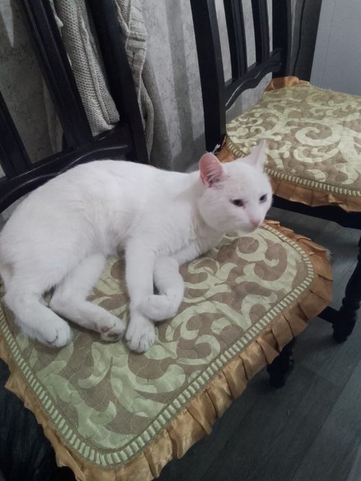 Отдам кота в хорошие руки