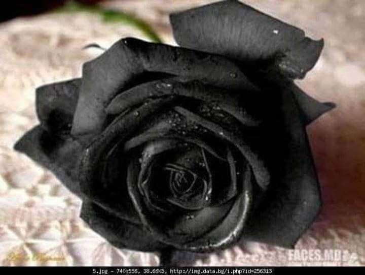 Лот колани и цвете за сако/коса