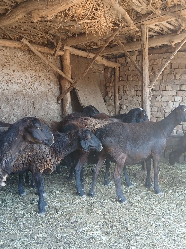 Ona qoylar 4 5 yowli qoyla