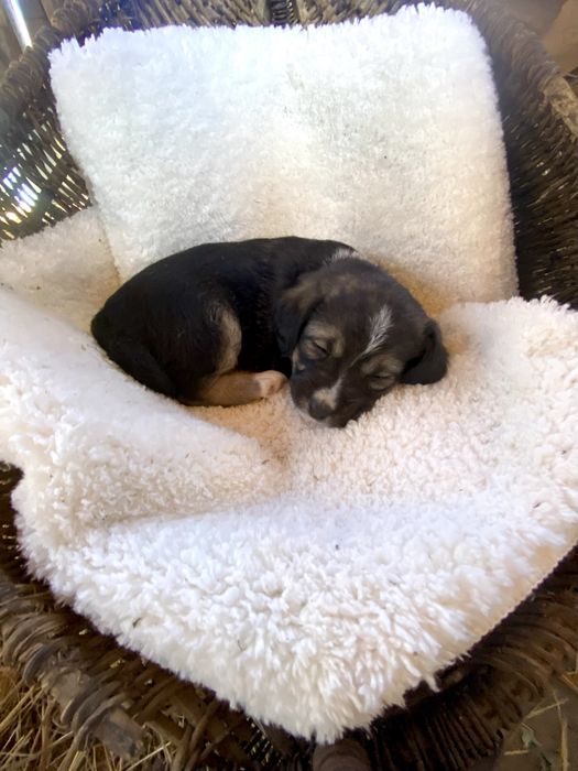 Подарявам кученца