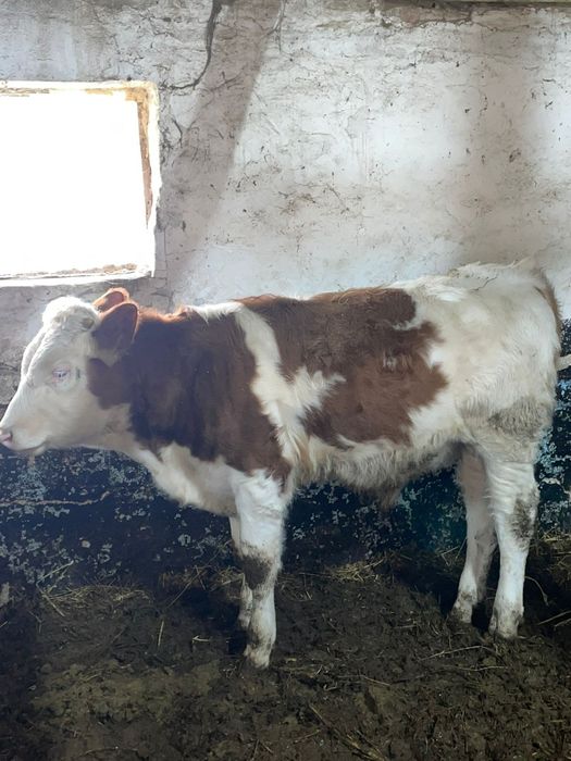 Vitel÷Vitei de carne