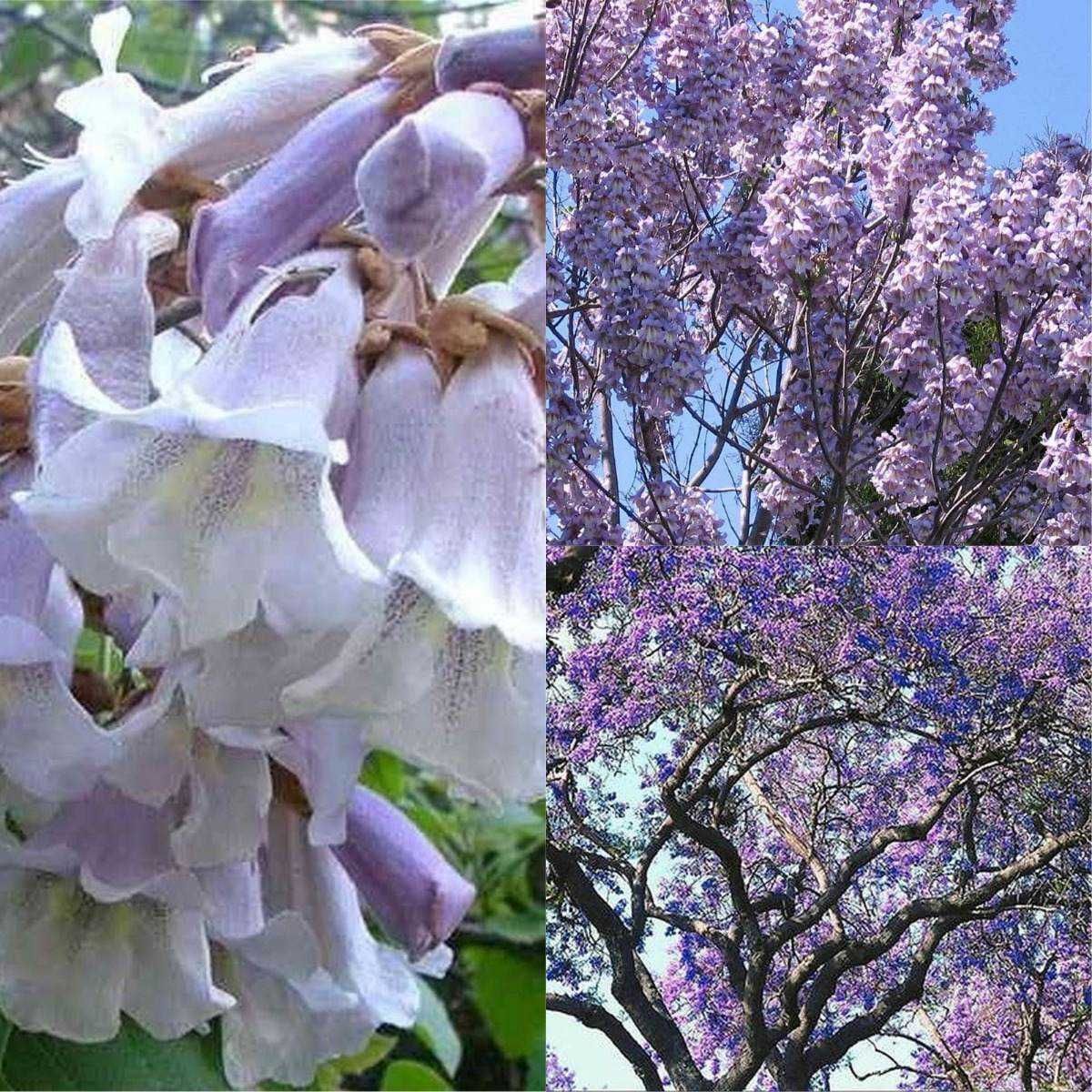 Paulownia Tei Mesteacan Stejar Liliac Nuci Chandler Aluni Visin Aronia