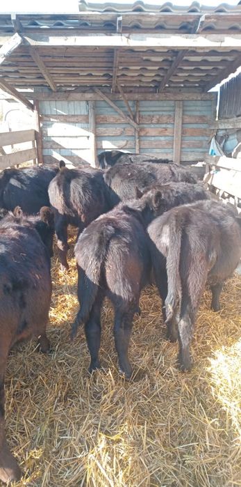 Vand vitele aberdeen angus